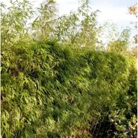 Die Nr-01.de Heckenbambus 125-150cm - Fargesia rufa