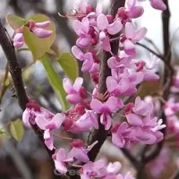 Die Nr-01.de Kanadischer Judasbaum Traveller 100-125cm - Cercis canadensis