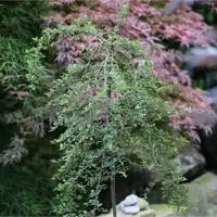 Die Nr-01.de Hochstamm Zwergmispel Eichholz 60-80cm - Cotoneaster dammeri