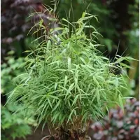Die Nr-01.de Gartenbambus Asian Wonder 60-80cm - Fargesia Scabrida