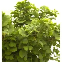 Die Nr-01.de Kugel Fächerblattbaum 20-25cm - Ginkgo biloba