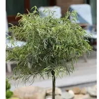 Die Nr-01.de Hochstamm Zwerg Farnbuche Mercedes 60-80cm - Fagus sylvatica