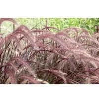 Pflanzen für Dich Pennisetum Setaceum Rubrum Lampenputzergras Rot Ca. 2-3 L Container