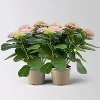 Kölles Beste Hortensie 'Magical Revolution', rosa, Topf-Ø 14 cm, H: 40 cm, 2 Pflanzen