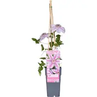 Everspring Clematis Nelly Moser – Zweifarbige Waldrebe – ↨65 cm – Ø15 cm
