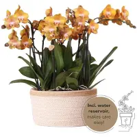 Kolibri Orchids – Set mit orangefarbenen Orchideen in einem Baumwollkorb mit Wassertank – drei orangefarbene Las Vegas-Orchideen (12 cm)
