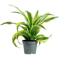 Markenlos Drachenbaum Lemon Surprise - pflegeleichte Zimmerpflanze, Dracaena Deremensis Fragrans Lemon Surprise - Höhe ca. 10 cm, Topf-Ø 6 cm