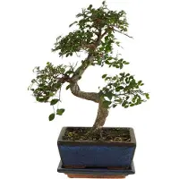 Herbie Bloomique - Bonsai Zelkova - S-Form - Bonsaibaum - Zimmerpflanzen - Höhe 20-30 cm - 15 cm breit - inklusive Keramiktopf und Schale