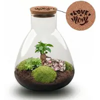 Oasis of Life Flaschengarten DIY Set LOVE MOM Terrarium Sam Ø24,5cm Höhe 30cm pflegeleicht
