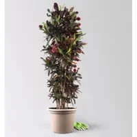 Pflanzen-Kölle Wunderstrauch 'Mammi', verzweigt, Topf-Ø 40, Höhe ca. 160 cm