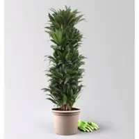 Pflanzen-Kölle Drachenbaum 'Compacta', Topf-Ø 30 cm, Höhe ca. 130 cm