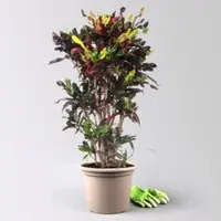 Pflanzen-Kölle Wunderstrauch 'Mammi', verzweigt, Topf-Ø 30, Höhe ca. 140 cm