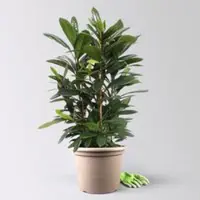 Pflanzen-Kölle Ficus cyathistipula, Tuff, Topf-Ø 34 cm, Höhe ca. 120 cm