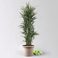 Pflanzen-Kölle Drachenbaum 'Warneckii', grün-weiß, Topf-Ø 30 cm, Höhe ca. 150 cm