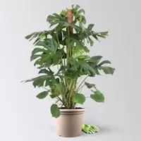 Pflanzen-Kölle Monstera, am Moosstab, Topf-Ø 34 cm, Höhe ca. 160 cm