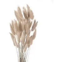 Unyqoos Pampasgras – 50 Stück, 100% natürliches Kaninchenbartgras, getrocknet, ca. 40 cm, grau‑kaffee, Boho/Vintage Deko für Vase, Hochzeit & Wohnzimmer