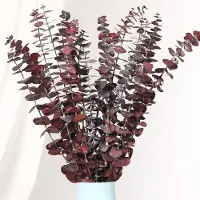 Unyqoos Getrocknete Eukalyptusblätter 43 cm, 16 Stück – natürliche Deko & aromatische Anwendung für Zuhause, Hochzeit und DIY