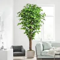 Unyqoos Künstlicher Ficus 188 cm – pflegeleichte Deko-Pflanze mit realistischen Blättern, verstellbaren Zweigen & moosbedecktem schwarzem Zementtopf