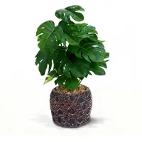 Unyqoos Kunstpflanze Monstera, ca. 30 cm – pflegeleicht im Steintopf mit Vulkanstein‑Optik, verstellbare Blätter, für Innen & geschützte Außenbereiche