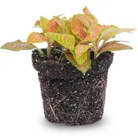 Urbanjngl Fittonia Orange - Pink - Ruby Lime - Mosaikpflanze