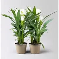 Pflanzen-Kölle Kurkuma Pflanze, weiß, Topf-Ø 14 cm, 2 Pflanzen