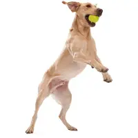 West Paw Jive Hundespielzeug