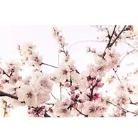 A.S. Création Vliestapete "Blüten-Tapete Kirschblüte Rosa Weiß Florale" matt glatt