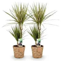 Markenlos Zimmerpflanzen - Dracaena Sunray - Drachenbaum - Pflegeleicht - mit Korb - Grün - Gelb - 2 Pflanzen - Topf 17cm - Höhe 70-75cm