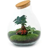 Oasis of Life Flaschengarten DIY Bausatz Terrarium - Bonsai Gartenpflanze winterhart Balkon