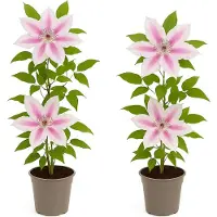 Exotenherz Kletterpflanzen - Clematis Nelly Moser - 2er Set - 11cm Topf