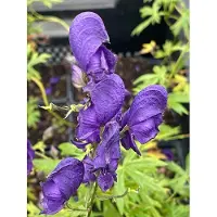 GRDplanten 6 x Aconitum napellus - Blauer Eisenhut - Topf 9 x 9 cm