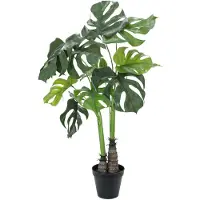 Europalms Monstera deliciosa