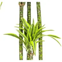 Oasis of Life Drachenbaum Dracaena Deremensis Lemon Lime Zimmerpflanze Ø27cm 180cm hoch Deko