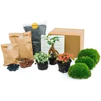 Oasis of Life Flaschengarten Ficus Ginseng Bonsai Nachfüllpackung und Starter Kit DIY Deko