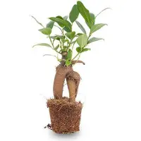 Oasis of Life Chinesische Feige Ficus Ginseng Bonsai Zimmerpflanze Microcarpa Ø6cm Mini-Bonsai