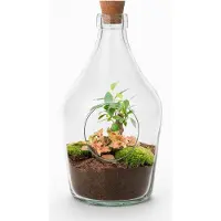 Oasis of Life Offener Flaschengarten John 30cm Bonsai & Ruby Lime Fittonia 6cm Terrarium Deko