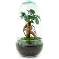 Oasis of Life Flaschengarten Egg Bonsai DIY Terrarium Ficus Ginseng Ø12cm H25cm Zimmerpflanze