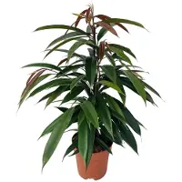 Oasis of Life Gummibaum Ficus binnendijkii Amstel King Zimmerpflanze Ø17cm 75cm pflegeleicht