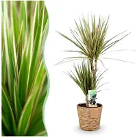 Markenlos Dracaena Marginata Bicolour - Drachenbaum - Pflegeleicht - mit Korb - Grün - 70-75cm - Ø17cm - Zimmerpflanze - Immergrün
