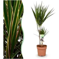 Markenlos Dracaena Marginata - Drachenbaum - Pflegeleicht - Grün - 70-80 cm - Ø 17 cm - Zimmerpflanze - Immergrün