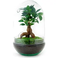 Oasis of Life Flaschengarten Egg XL Bonsai DIY Bausatz Terrarium Set 30cm Zimmerpflanze Do