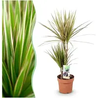 Markenlos Dracaena Marginata Bicolour - Drachenbaum - Pflegeleicht - Grün - 70-75 cm - Ø 17 cm - Zimmerpflanze - Immergrün