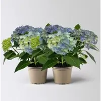 Kölles Beste Hortensie 'Everlast Blue', Topf-Ø 14 cm, H: 40 cm, 2 Pflanzen