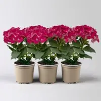 Pflanzen-Kölle Hortensie, rot, Topf-Ø 10 cm, 3 Pflanzen