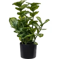 Beliani Orbifolia