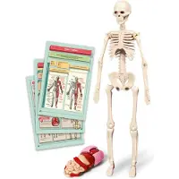Clementoni TOY EDUCATIONAL THE HUMAN BODY 50824