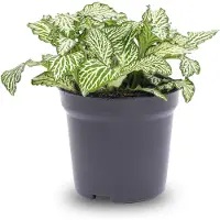 Urbanjngl Fittonia White - White Tiger - Mosaikpflanze