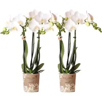 Kolibri Orchids Combi Deal von 2 Weißen Phalaenopsis Orchideen Amabilis Topfgröße 9cm