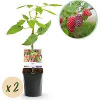 Green Boutiq GreenboutiQ - Obstpflanze - Taybes - Rubus Tayberry - Rote Frucht - 2 Pflanzen - Topf 11cm Höhe 40cm