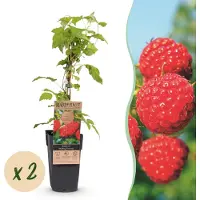 Green Boutiq - Obst gepflanzt - Rubus idaeus Malling Promise - Himbeerpflanze - Winterhart - Rote Himbeere - 2 Pflanzen - Topf 15cm - Höhe 50cm
